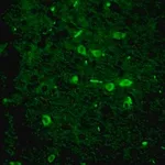 Merck Anti-Green Fluorescent Protein Antibody, clone 4I10, ZooMAb Rabbit Monoclonal