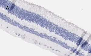 Merck Anti-Brn3a Antibody, clone 4L5, ZooMAb Rabbit Monoclonal