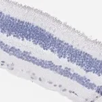 Merck Anti-Brn3a Antibody, clone 4L5, ZooMAb Rabbit Monoclonal