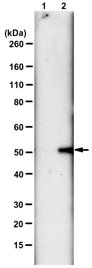Merck Anti-N3-Phosphohistidine (3-pHis) Antibody, clone SC56-2, ZooMAb Rabbit Monoclonal