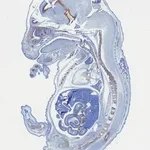 Merck Anti-SOX-9 Antibody, clone 2B10, ZooMAb Rabbit Monoclonal