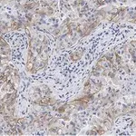 Merck Anti-Integrin αVβ3 Antibody, clone EM22703 ZooMAb Rabbit Monoclonal