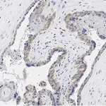 Merck Anti-PD-L1/CD274 Antibody, clone 3O12 ZooMAb Rabbit Monoclonal