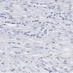 Merck Anti-β-Actin Antibody, clone 6L12, ZooMAb Rabbit Monoclonal