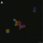 Merck Anti-ATG8 Antibody, clone 2B11 ZooMAb Rabbit Monoclonal