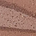 Merck Anti-MAP2 Antibody, clone 3C19, ZooMAb Rabbit Monoclonal