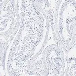 Merck Anti-GAPDH Antibody, clone 10B13, ZooMAb Rabbit Monoclonal