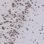 Merck Anti-NeuN Antibody, clone A60 ZooMAb Mouse Monoclonal