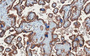 Merck Anti-GLUT-1 Antibody, CT, clone 16D21, ZooMAb Rabbit Monoclonal