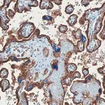 Merck Anti-GLUT-1 Antibody, CT, clone 16D21, ZooMAb Rabbit Monoclonal