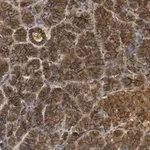 Merck Anti-beta Catenin Antibody, clone 3J7, ZooMAb Rabbit Monoclonal