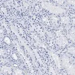 Merck Anti-c-Myc Antibody, clone 7E18, ZooMAb Rabbit Monoclonal