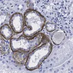 Merck Anti-KRas Antibody, clone 2J13, ZooMAb Rabbit Monoclonal