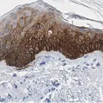 Merck Anti-Cytokeratin-14 Antibody, clone 1D15 ZooMAb Rabbit Monoclonal