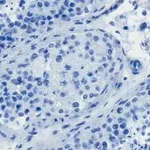 Merck Anti-OCT4 Antibody, clone 4N8, ZooMAb Rabbit Monoclonal