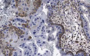 Merck Anti-cGAS Antibody, clone 1B5 ZooMAb Rabbit Monoclonal