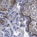 Merck Anti-cGAS Antibody, clone 1B5 ZooMAb Rabbit Monoclonal