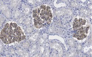 Merck Anti-ZO-1 Antibody, clone 4E14 ZooMAb Rabbit Monoclonal