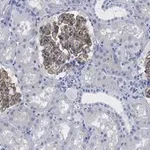 Merck Anti-ZO-1 Antibody, clone 4E14 ZooMAb Rabbit Monoclonal