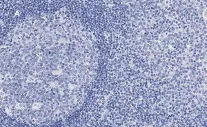 Merck Anti-Calnexin Antibody, clone 10N19, ZooMAb Rabbit Monoclonal