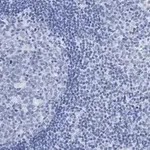 Merck Anti-Calnexin Antibody, clone 10N19, ZooMAb Rabbit Monoclonal