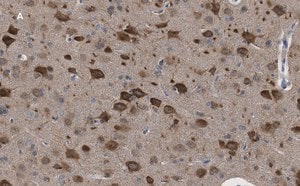 Merck Anti-LC3B Antibody, clone 12K5, ZooMAb Rabbit Monoclonal