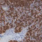 Merck Anti-TIGIT Antibody, clone 1D20 ZooMAb Rabbit Monoclonal