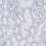 Merck Anti-HMGB1 Antibody, clone 3K6, ZooMAb Rabbit Monoclonal