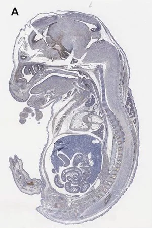 Merck Anti-Sox-2 Antibody, clone 1A2, ZooMAb Rabbit Monoclonal
