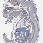 Merck Anti-Sox-2 Antibody, clone 1A2, ZooMAb Rabbit Monoclonal