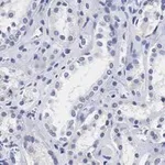 Merck Anti-Lamin B1 Antibody, clone 6K22, ZooMAb Rabbit Monoclonal