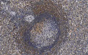 Merck Anti-F4/80 Antibody, clone 2F10 ZooMAb Rabbit Monoclonal