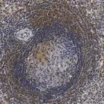 Merck Anti-F4/80 Antibody, clone 2F10 ZooMAb Rabbit Monoclonal