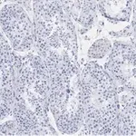 Merck Anti-Ac-α-Tubulin (Lys40) Antibody, clone 1L10, ZooMAb Rabbit Monoclonal