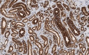 Merck Anti-α-Tubulin Antibody, clone DM1A ZooMAb Mouse Monoclonal