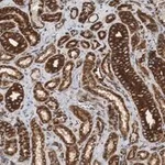 Merck Anti-α-Tubulin Antibody, clone DM1A ZooMAb Mouse Monoclonal