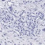 Merck Anti-Cyclin D1 Antibody, clone 1J9, ZooMAb Rabbit Monoclonal