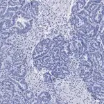 Merck Anti-p53 Antibody, clone 6O23, ZooMAb Rabbit Monoclonal