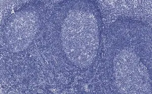 Merck Anti-CD45 Antibody, clone 5L3, ZooMAb Rabbit Monoclonal