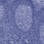 Merck Anti-CD45 Antibody, clone 5L3, ZooMAb Rabbit Monoclonal