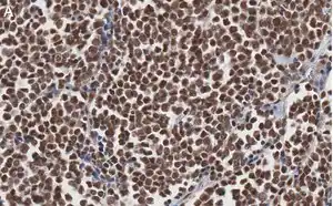 Merck Anti-MyoD Antibody, clone 1F22 ZooMAb Rabbit Monoclonal