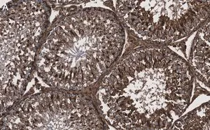 Merck Anti-Actin Antibody, clone C4 ZooMAb Mouse Monoclonal