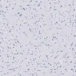 Merck Anti-VGluT1 Antibody, clone 4O15, ZooMAb Rabbit Monoclonal