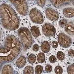 Merck Anti-MUC1 Antibody, clone 1F23 ZooMAb Rabbit Monoclonal