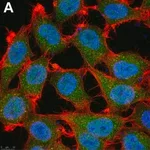 Merck Anti-p16 Antibody, clone D25 ZooMAb Mouse Monoclonal