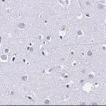 Merck Anti-MBP Antibody, clone 2N6 , ZooMAb Rabbit Monoclonal