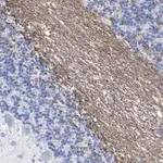 Merck Anti-MAG Antibody, clone 513 ZooMAb Mouse Monoclonal