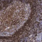 Merck Anti-CD73 (NT5E) Antibody, clone 1F22 ZooMAb Rabbit Monoclonal