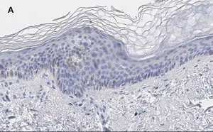 Merck Anti-phos-AMPKα (Thr172) Antibody, clone 5J23 , ZooMAb Rabbit Monoclonal