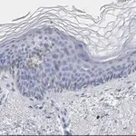 Merck Anti-phos-AMPKα (Thr172) Antibody, clone 5J23 , ZooMAb Rabbit Monoclonal